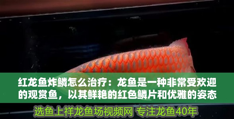 紅龍魚炸鱗怎么治療：龍魚是一種非常受歡迎的觀賞魚，以其鮮艷的紅色鱗片和優(yōu)雅的姿態(tài)而聞名。然而，紅龍魚偶爾會遭受疾病困擾，其中炸鱗是較為常見的一種病癥。本文將探討紅龍魚炸鱗的病程一般多久，以及如何有效預(yù)防和治療這一病癥：紅龍魚炸鱗是一種常見的常見疾病