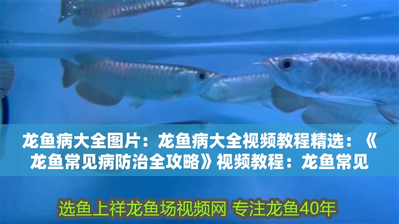 龍魚病大全圖片：龍魚病大全視頻教程精選：《龍魚常見病防治全攻略》視頻教程：龍魚常見病防治全攻略