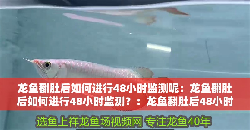 龍魚翻肚后如何進行48小時監測呢：龍魚翻肚后如何進行48小時監測？：龍魚翻肚后48小時的監測指南
