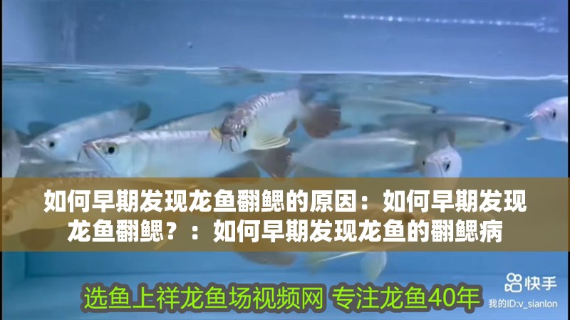 如何早期發現龍魚翻鰓的原因：如何早期發現龍魚翻鰓？：如何早期發現龍魚的翻鰓病