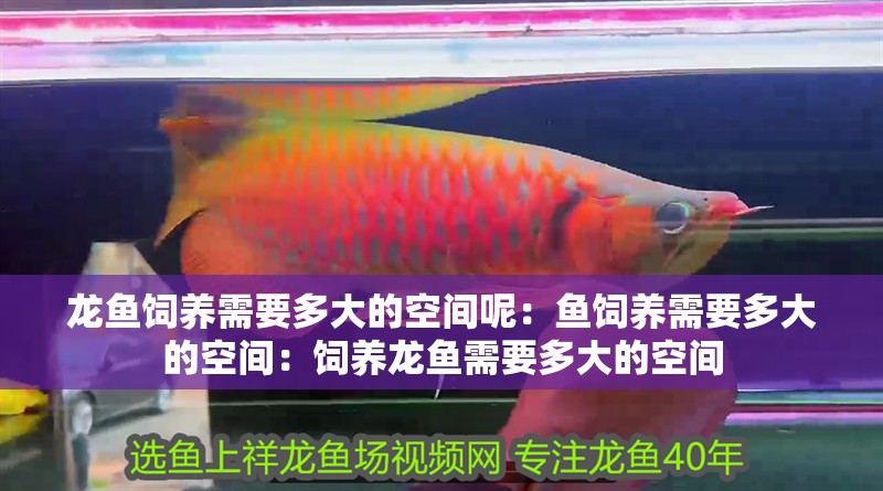 龍魚(yú)飼養(yǎng)需要多大的空間呢：魚(yú)飼養(yǎng)需要多大的空間：飼養(yǎng)龍魚(yú)需要多大的空間