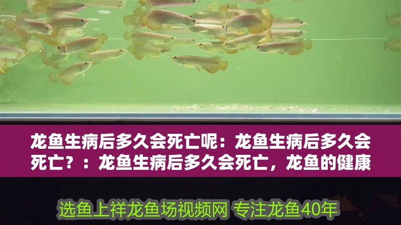 龍魚生病后多久會死亡呢：龍魚生病后多久會死亡？：龍魚生病后多久會死亡，龍魚的健康狀況會受到嚴(yán)重影響