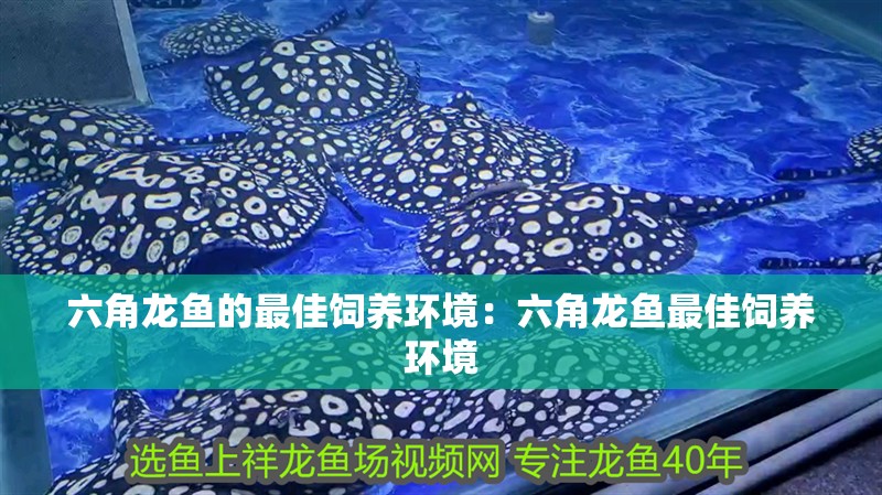 六角龍魚的最佳飼養環境：六角龍魚最佳飼養環境