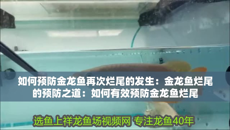 如何預防金龍魚再次爛尾的發生：金龍魚爛尾的預防之道：如何有效預防金龍魚爛尾