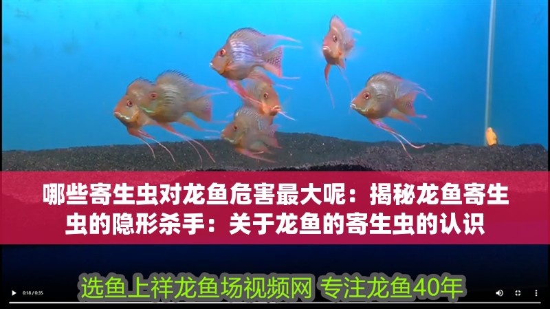 哪些寄生蟲對龍魚危害最大呢：揭秘龍魚寄生蟲的隱形殺手：關于龍魚的寄生蟲的認識
