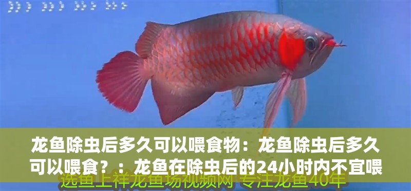 龍魚除蟲后多久可以喂食物：龍魚除蟲后多久可以喂食？：龍魚在除蟲后的24小時內不宜喂食，除蟲后的龍魚何時可以喂食