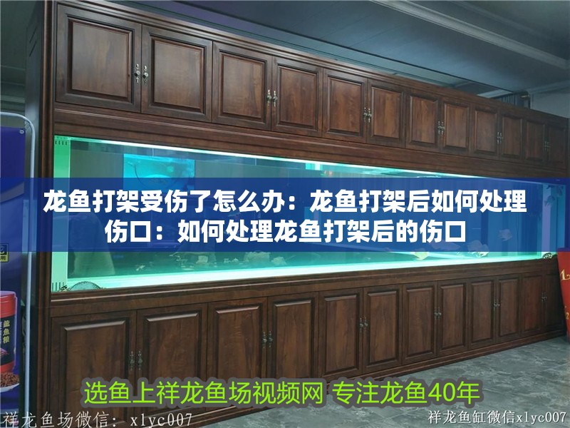 龍魚打架受傷了怎么辦：龍魚打架后如何處理傷口：如何處理龍魚打架后的傷口