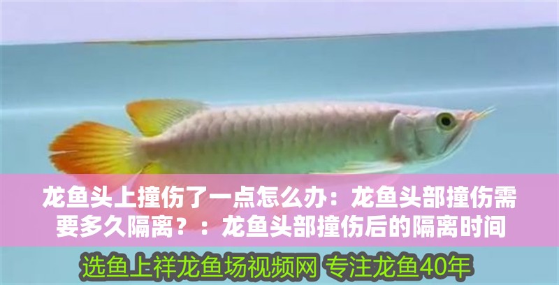 龍魚頭上撞傷了一點怎么辦：龍魚頭部撞傷需要多久隔離？：龍魚頭部撞傷后的隔離時間