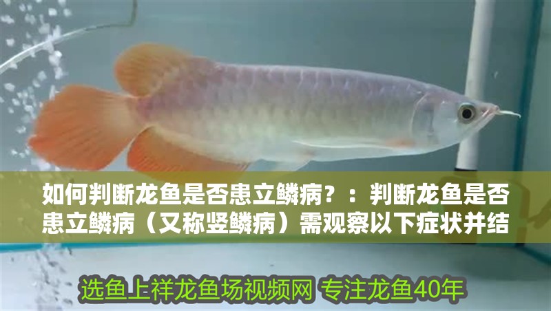 魚缸用增氧泵價格是多少:魚缸增氧機(jī)-xtrac增氧機(jī)-xtrac增氧機(jī) 如何判斷龍魚是否患立鱗病?:判斷龍魚是否患立鱗病(又稱豎鱗病)需觀察以下癥狀并結(jié)合實(shí)際情況分析 龍魚百科 如何判斷龍魚是否患立鱗病?:判斷龍魚是否患立鱗病(又稱豎鱗病)需觀察以下癥狀并結(jié)合實(shí)際情況分析 如何判斷龍魚是否患立鱗病?:判斷龍魚是否患立鱗病(又稱豎鱗病)需觀察以下癥狀并結(jié)合實(shí)際情況分析 龍魚百科