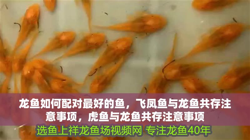 龍魚如何配對最好的魚，飛鳳魚與龍魚共存注意事項，虎魚與龍魚共存注意事項 龍魚如何配對最好的魚，飛鳳魚與龍魚共存注意事項，虎魚與龍魚共存注意事項 龍魚百科 第2張