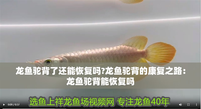 龍魚駝背了還能恢復(fù)嗎?龍魚駝背的康復(fù)之路：龍魚駝背能恢復(fù)嗎