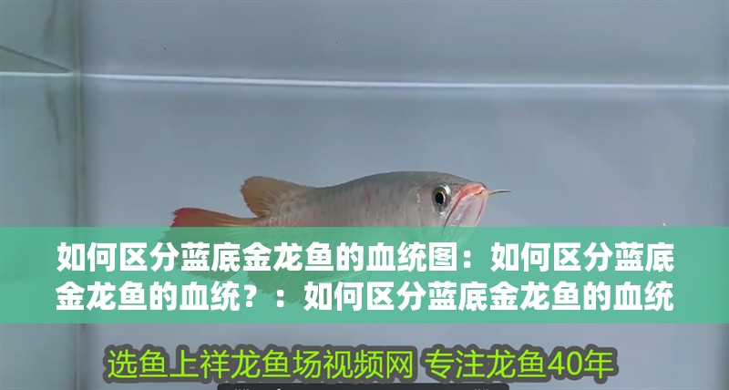 如何區(qū)分藍底金龍魚的血統(tǒng)圖：如何區(qū)分藍底金龍魚的血統(tǒng)？：如何區(qū)分藍底金龍魚的血統(tǒng)