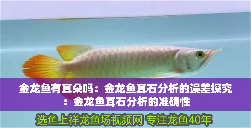 金龍魚有耳朵嗎：金龍魚耳石分析的誤差探究：金龍魚耳石分析的準(zhǔn)確性
