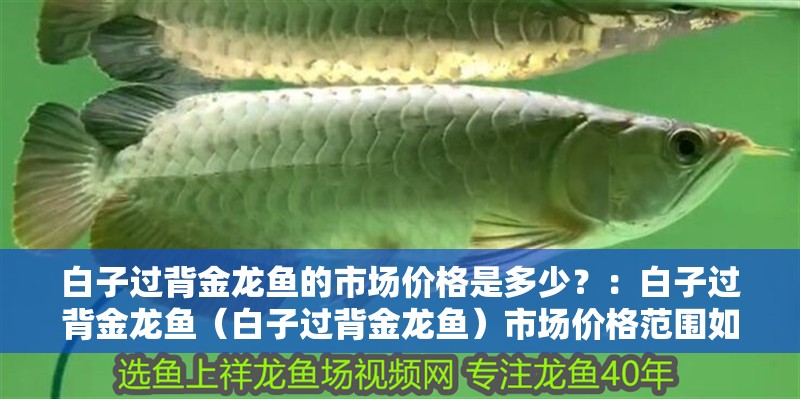 白子過背金龍魚的市場價格是多少？：白子過背金龍魚（白子過背金龍魚）市場價格范圍如下