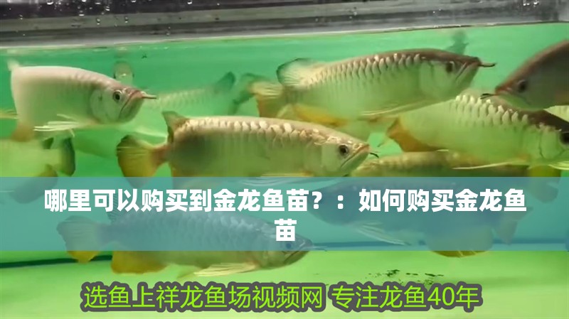 哪里可以購買到金龍魚苗？：如何購買金龍魚苗