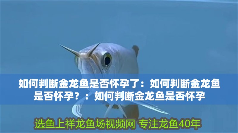 如何判斷金龍魚是否懷孕了：如何判斷金龍魚是否懷孕？：如何判斷金龍魚是否懷孕