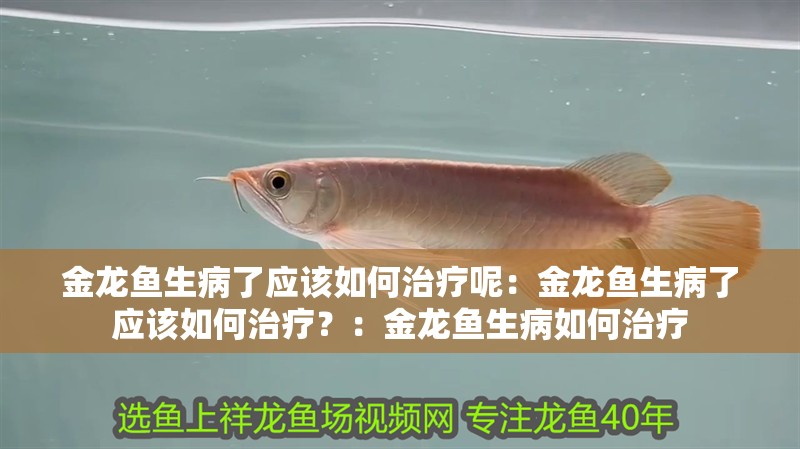 金龍魚生病了應該如何治療呢：金龍魚生病了應該如何治療？：金龍魚生病如何治療