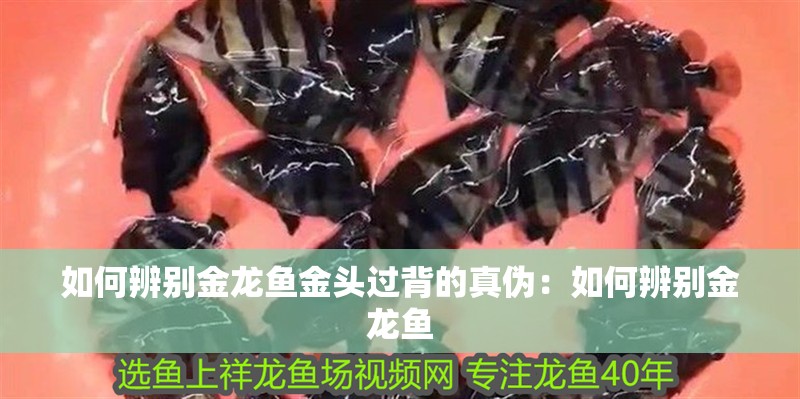 如何辨別金龍魚金頭過背的真偽：如何辨別金龍魚
