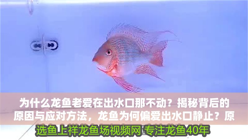 為什么龍魚老愛在出水口那不動？揭秘背后的原因與應對方法，龍魚為何偏愛出水口靜止？原因解析與解決策略