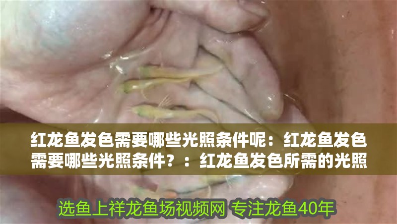 紅龍魚發(fā)色需要哪些光照條件呢：紅龍魚發(fā)色需要哪些光照條件？：紅龍魚發(fā)色所需的光照條件是影響紅龍魚發(fā)色的關(guān)鍵因素
