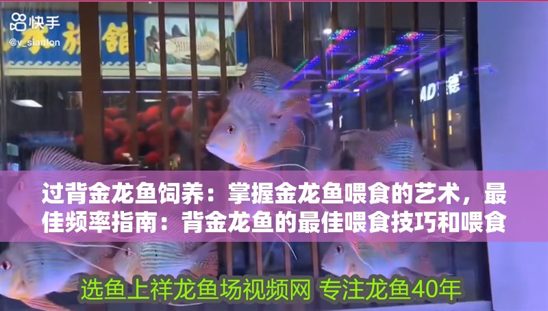 過背金龍魚飼養：掌握金龍魚喂食的藝術，最佳頻率指南：背金龍魚的最佳喂食技巧和喂食技巧和喂食技巧和技巧