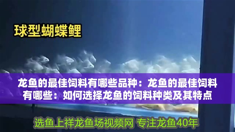 龍魚的最佳飼料有哪些品種：龍魚的最佳飼料有哪些：如何選擇龍魚的飼料種類及其特點