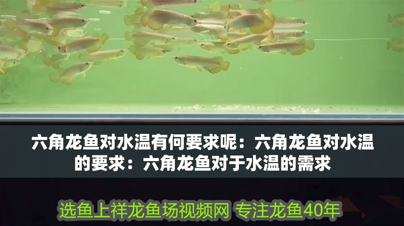 六角龍魚對水溫有何要求呢：六角龍魚對水溫的要求：六角龍魚對于水溫的需求