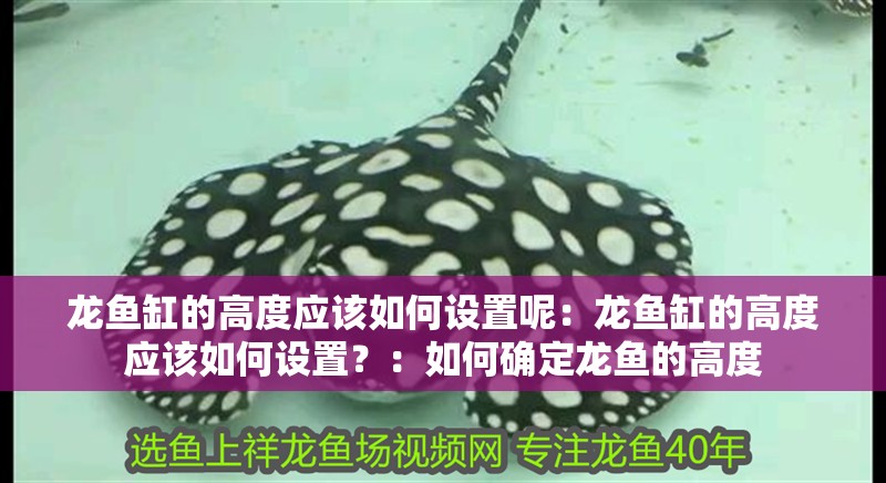 龍魚缸的高度應該如何設置呢：龍魚缸的高度應該如何設置？：如何確定龍魚的高度