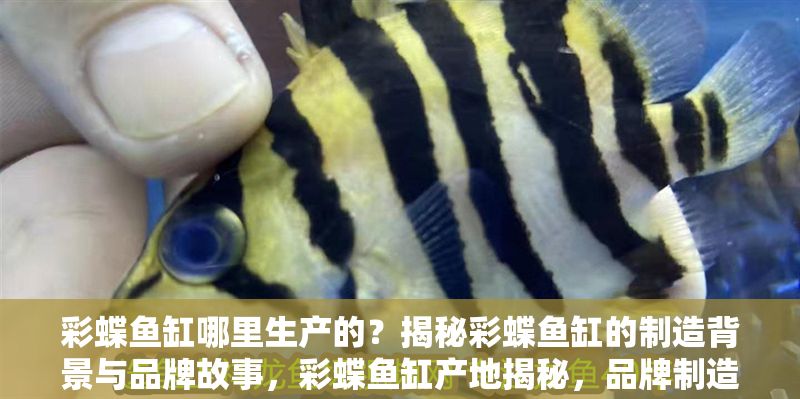 彩蝶魚缸哪里生產的？揭秘彩蝶魚缸的制造背景與品牌故事，彩蝶魚缸產地揭秘，品牌制造背景與故事全解析