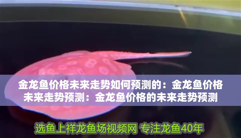 金龍魚價格未來走勢如何預測的：金龍魚價格未來走勢預測：金龍魚價格的未來走勢預測