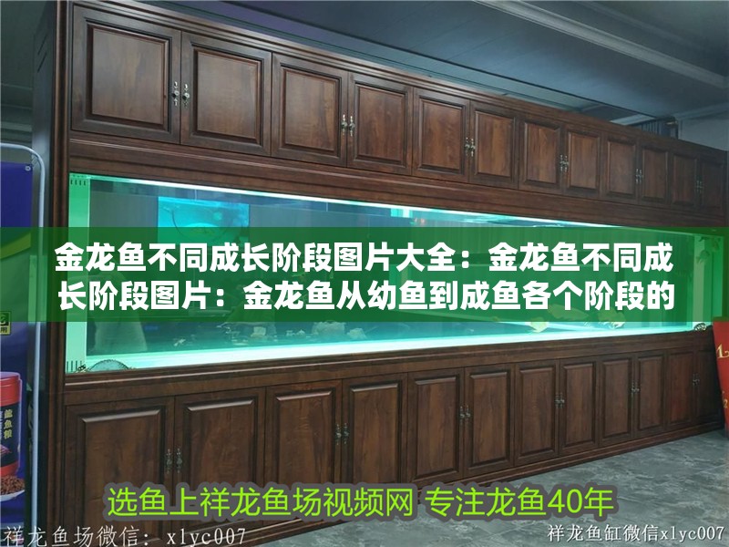 金龍魚不同成長階段圖片大全：金龍魚不同成長階段圖片：金龍魚從幼魚到成魚各個階段的形態變化
