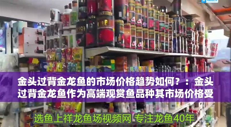 金頭過背金龍魚的市場價格趨勢如何？：金頭過背金龍魚作為高端觀賞魚品種其市場價格受多種因素影響