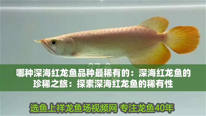 哪種深海紅龍魚品種最稀有的：深海紅龍魚的珍稀之旅：探索深海紅龍魚的稀有性 哪種深海紅龍魚品種最稀有的：深海紅龍魚的珍稀之旅：探索深海紅龍魚的稀有性 水族問答