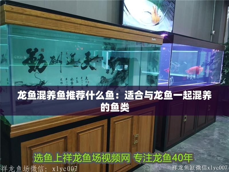 龍魚混養魚推薦什么魚:適合與龍魚一起混養的魚類 龍魚百科 第2張 龍魚混養魚推薦什么魚:適合與龍魚一起混養的魚類 龍魚混養魚推薦什么魚:適合與龍魚一起混養的魚類 龍魚百科 第2張