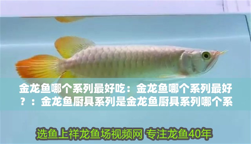 金龍魚哪個系列最好吃：金龍魚哪個系列最好？：金龍魚廚具系列是金龍魚廚具系列哪個系列最好吃