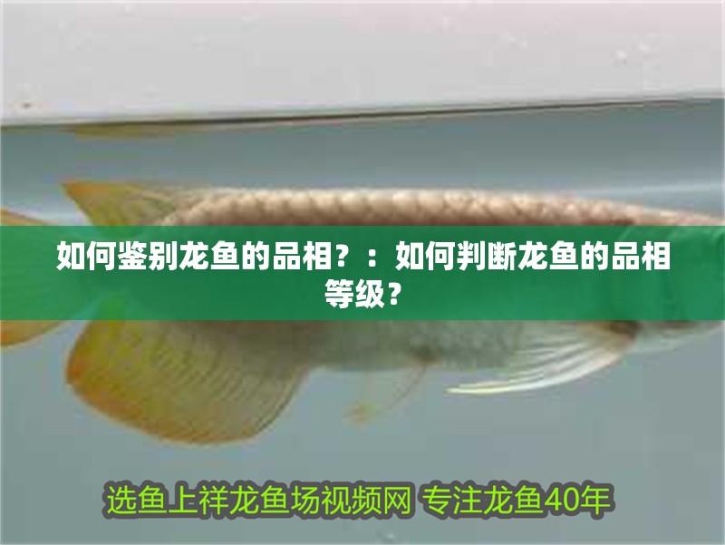 如何鑒別龍魚的品相？：如何判斷龍魚的品相等級？