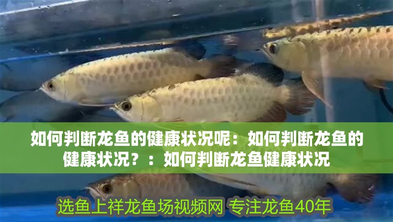 如何判斷龍魚的健康狀況呢：如何判斷龍魚的健康狀況？：如何判斷龍魚健康狀況