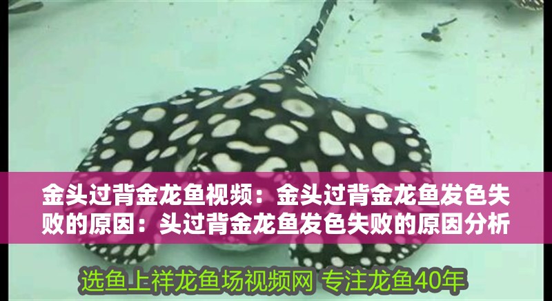 金頭過背金龍魚視頻：金頭過背金龍魚發色失敗的原因：頭過背金龍魚發色失敗的原因分析金龍魚發色失敗的原因