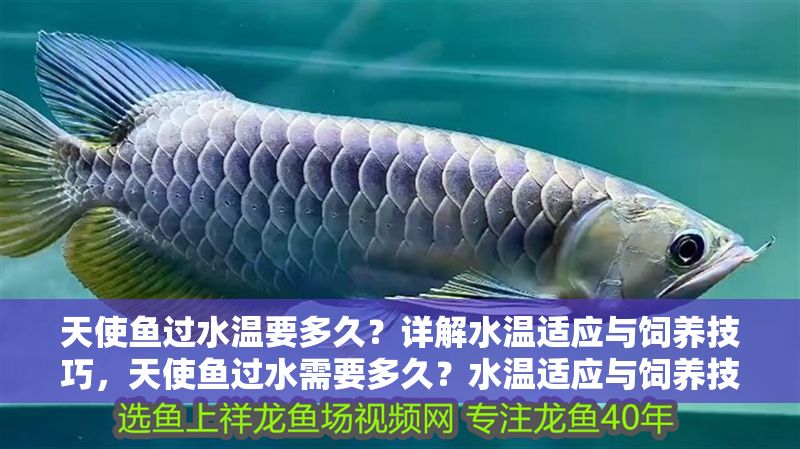 天使魚過水溫要多久？詳解水溫適應與飼養技巧，天使魚過水需要多久？水溫適應與飼養技巧全解析