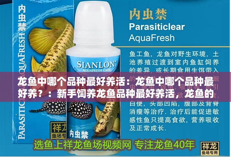 龍魚中哪個品種最好養活：龍魚中哪個品種最好養？：新手飼養龍魚品種最好養活，龍魚的飼養技巧和方法和方法