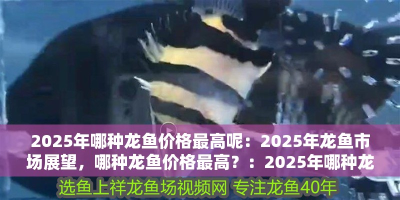 2025年哪種龍魚價格最高呢：2025年龍魚市場展望，哪種龍魚價格最高？：2025年哪種龍魚的價格會達到頂峰