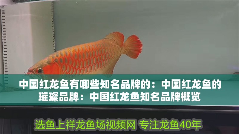 中國紅龍魚有哪些知名品牌的：中國紅龍魚的璀璨品牌：中國紅龍魚知名品牌概覽