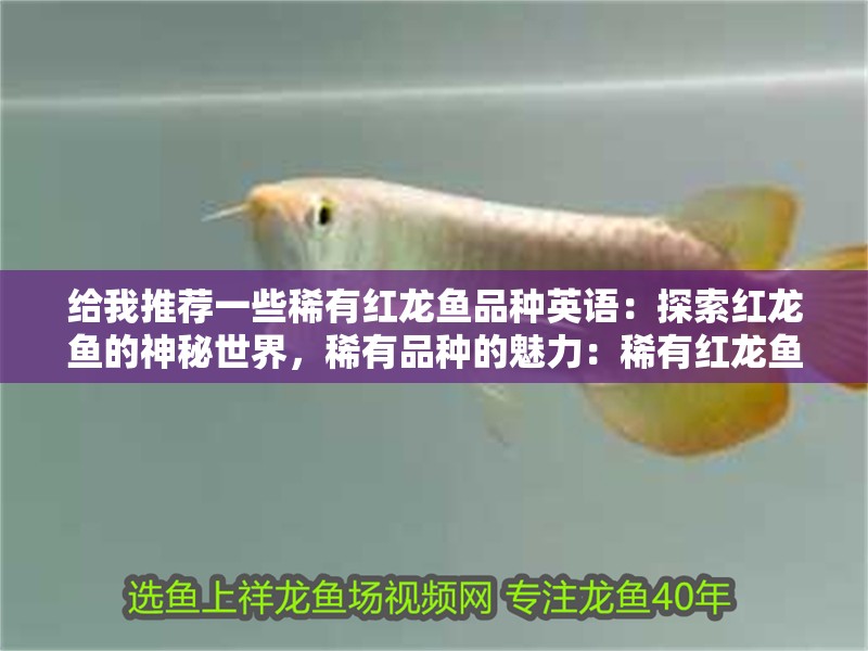 給我推薦一些稀有紅龍魚品種英語：探索紅龍魚的神秘世界，稀有品種的魅力：稀有紅龍魚品種繁多，其中一些稀有品種讓人難以抗拒