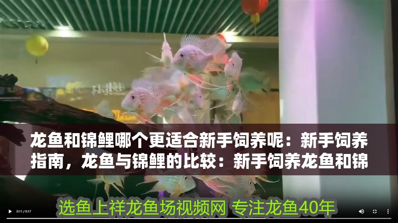 龍魚和錦鯉哪個更適合新手飼養呢：新手飼養指南，龍魚與錦鯉的比較：新手飼養龍魚和錦鯉的區別