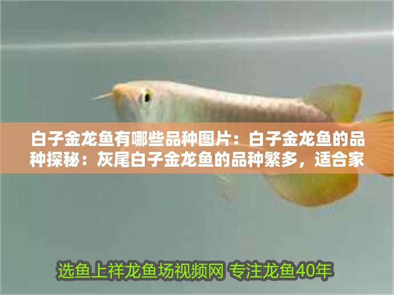 白子金龍魚有哪些品種圖片：白子金龍魚的品種探秘：灰尾白子金龍魚的品種繁多，適合家庭養魚的首選