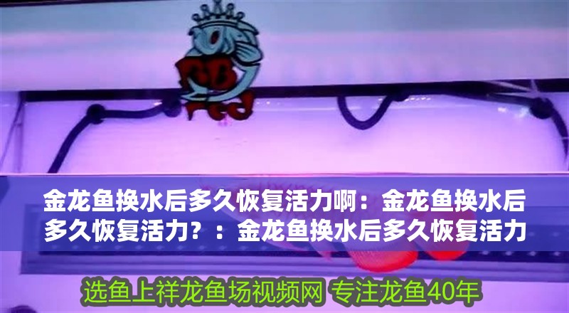 金龍魚(yú)換水后多久恢復(fù)活力啊：金龍魚(yú)換水后多久恢復(fù)活力？：金龍魚(yú)換水后多久恢復(fù)活力
