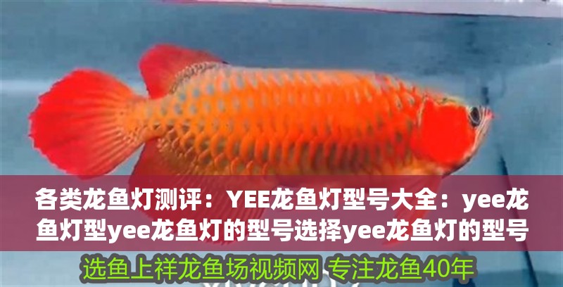 各類龍魚燈測評：YEE龍魚燈型號大全：yee龍魚燈型yee龍魚燈的型號選擇yee龍魚燈的型號