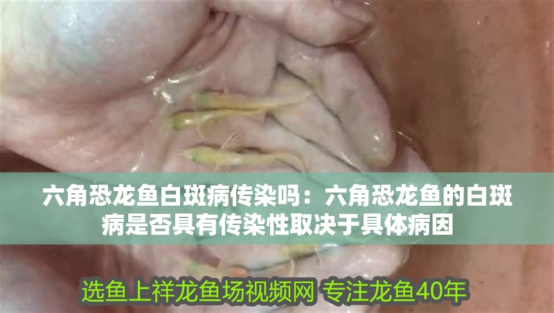 六角恐龍魚白斑病傳染嗎：六角恐龍魚的白斑病是否具有傳染性取決于具體病因