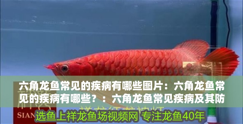 六角龍魚常見的疾病有哪些圖片：六角龍魚常見的疾病有哪些？：六角龍魚常見疾病及其防治