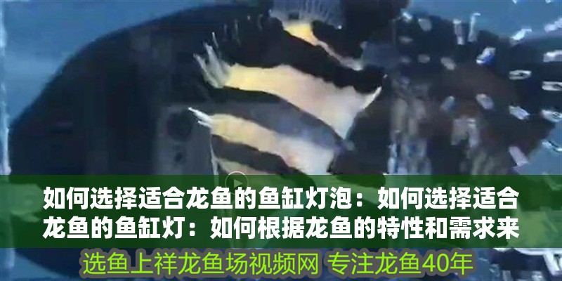 如何選擇適合龍魚的魚缸燈泡：如何選擇適合龍魚的魚缸燈：如何根據龍魚的特性和需求來選擇合適的魚缸燈